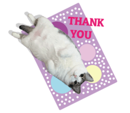 Cat sector spokesperson sticker #13731757