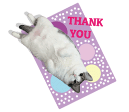 Cat sector spokesperson sticker #13731757