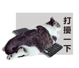 Cat sector spokesperson sticker #13731758