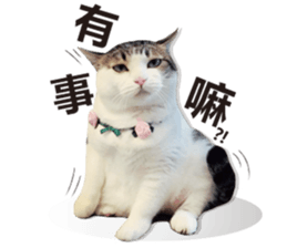 Cat sector spokesperson sticker #13731759