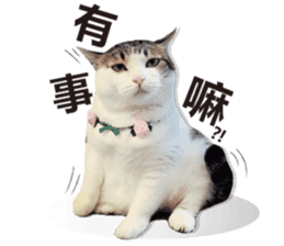 Cat sector spokesperson sticker #13731759