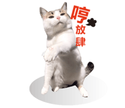 Cat sector spokesperson sticker #13731760