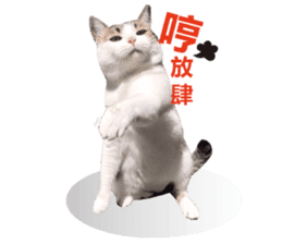 Cat sector spokesperson sticker #13731760