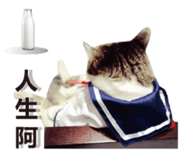 Cat sector spokesperson sticker #13731761