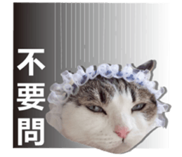 Cat sector spokesperson sticker #13731763