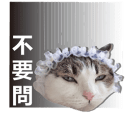 Cat sector spokesperson sticker #13731763