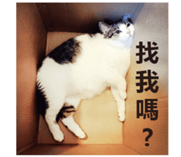 Cat sector spokesperson sticker #13731764