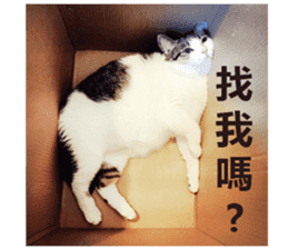 Cat sector spokesperson sticker #13731764