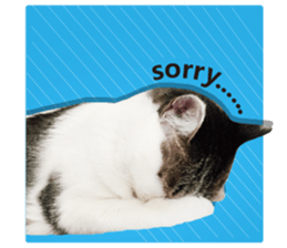 Cat sector spokesperson sticker #13731766