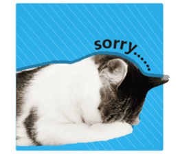 Cat sector spokesperson sticker #13731766