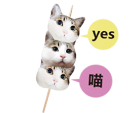 Cat sector spokesperson sticker #13731767