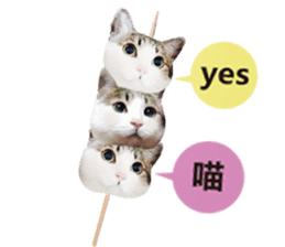 Cat sector spokesperson sticker #13731767