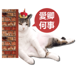 Cat sector spokesperson sticker #13731769