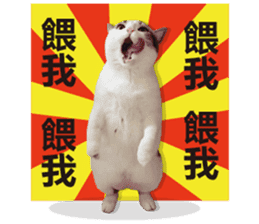 Cat sector spokesperson sticker #13731770