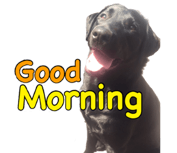 candy family sticker #13732139