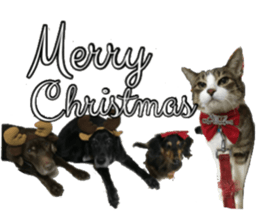 candy family sticker #13732173