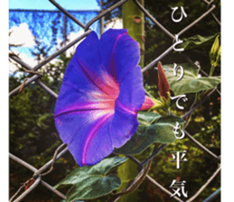 nostalgic and beauty photo sticker sticker #13732688