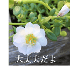 nostalgic and beauty photo sticker sticker #13732694