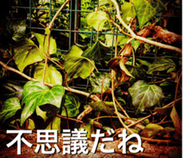 nostalgic and beauty photo sticker sticker #13732697