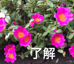 nostalgic and beauty photo sticker sticker #13732701