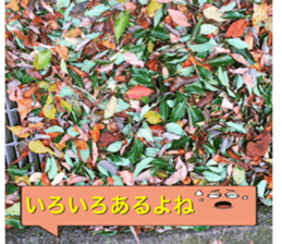 nostalgic and beauty photo sticker sticker #13732715