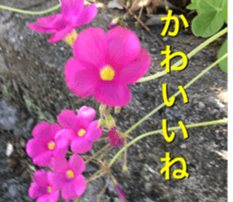 nostalgic and beauty photo sticker sticker #13732720