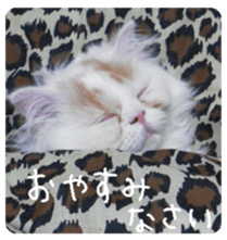 George. sticker #13735064