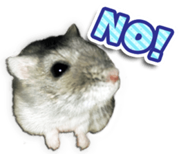 Djungarian hamster -Hamuta- Photo ver.2 sticker #13735303