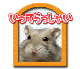 Djungarian hamster -Hamuta- Photo ver.2 sticker #13735304