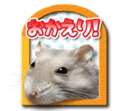 Djungarian hamster -Hamuta- Photo ver.2 sticker #13735305