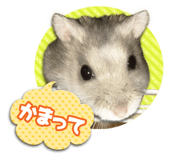 Djungarian hamster -Hamuta- Photo ver.2 sticker #13735306