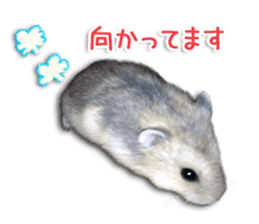 Djungarian hamster -Hamuta- Photo ver.2 sticker #13735307