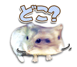 Djungarian hamster -Hamuta- Photo ver.2 sticker #13735308