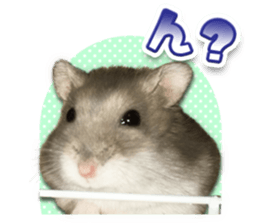 Djungarian hamster -Hamuta- Photo ver.2 sticker #13735309