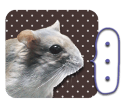 Djungarian hamster -Hamuta- Photo ver.2 sticker #13735310