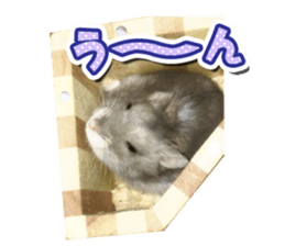 Djungarian hamster -Hamuta- Photo ver.2 sticker #13735311