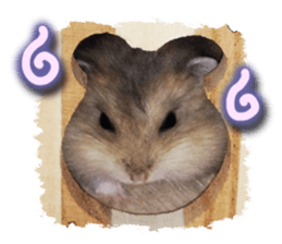 Djungarian hamster -Hamuta- Photo ver.2 sticker #13735312