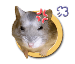 Djungarian hamster -Hamuta- Photo ver.2 sticker #13735313