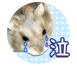 Djungarian hamster -Hamuta- Photo ver.2 sticker #13735315
