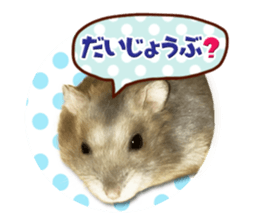Djungarian hamster -Hamuta- Photo ver.2 sticker #13735316