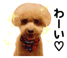 Mogu and Marco of toy poodles(Real) sticker #13735431