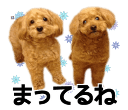 Mogu and Marco of toy poodles(Real) sticker #13735436
