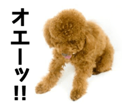 Mogu and Marco of toy poodles(Real) sticker #13735441