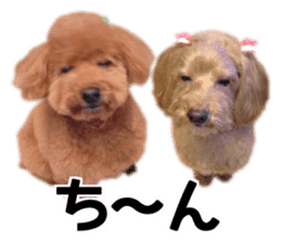 Mogu and Marco of toy poodles(Real) sticker #13735444