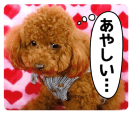 Mogu and Marco of toy poodles(Real) sticker #13735447