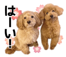 Mogu and Marco of toy poodles(Real) sticker #13735450