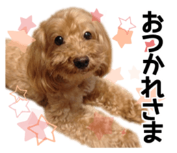 Mogu and Marco of toy poodles(Real) sticker #13735452