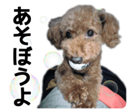 Mogu and Marco of toy poodles(Real) sticker #13735461