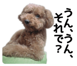 Mogu and Marco of toy poodles(Real) sticker #13735464