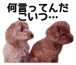 Mogu and Marco of toy poodles(Real) sticker #13735465
